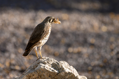 Turdus litsitsirupa