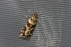 Scoparia aequipennalis