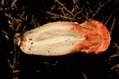 Agaricus fuscofibrillosus