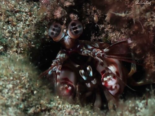 Photo of Short-rostrum Mantis Shrimp (Odontodactylus brevirostris)