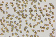 Agaricus fuscofibrillosus