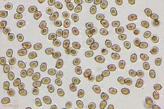 Agaricus fuscofibrillosus