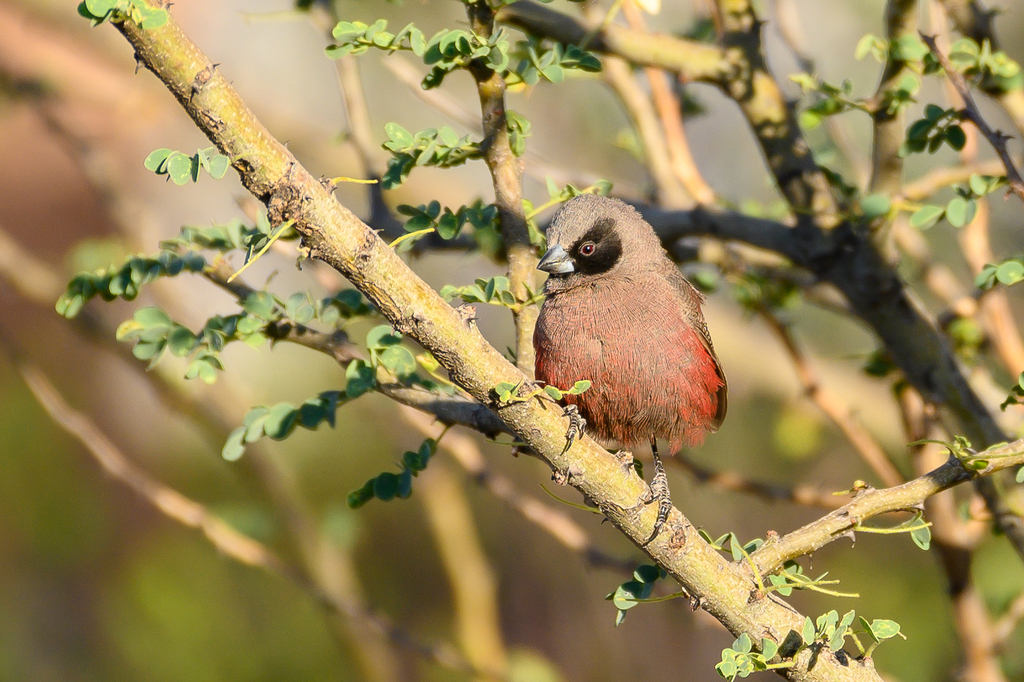 Black-Faced Waxbill