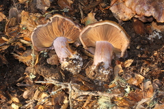 Cortinarius glaucopus image