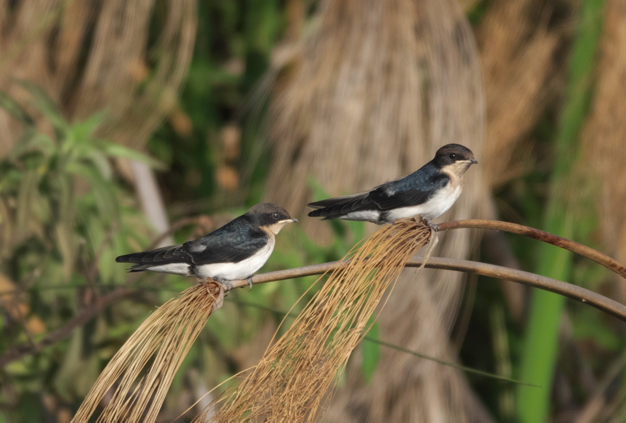 Wire-tailed Swallow