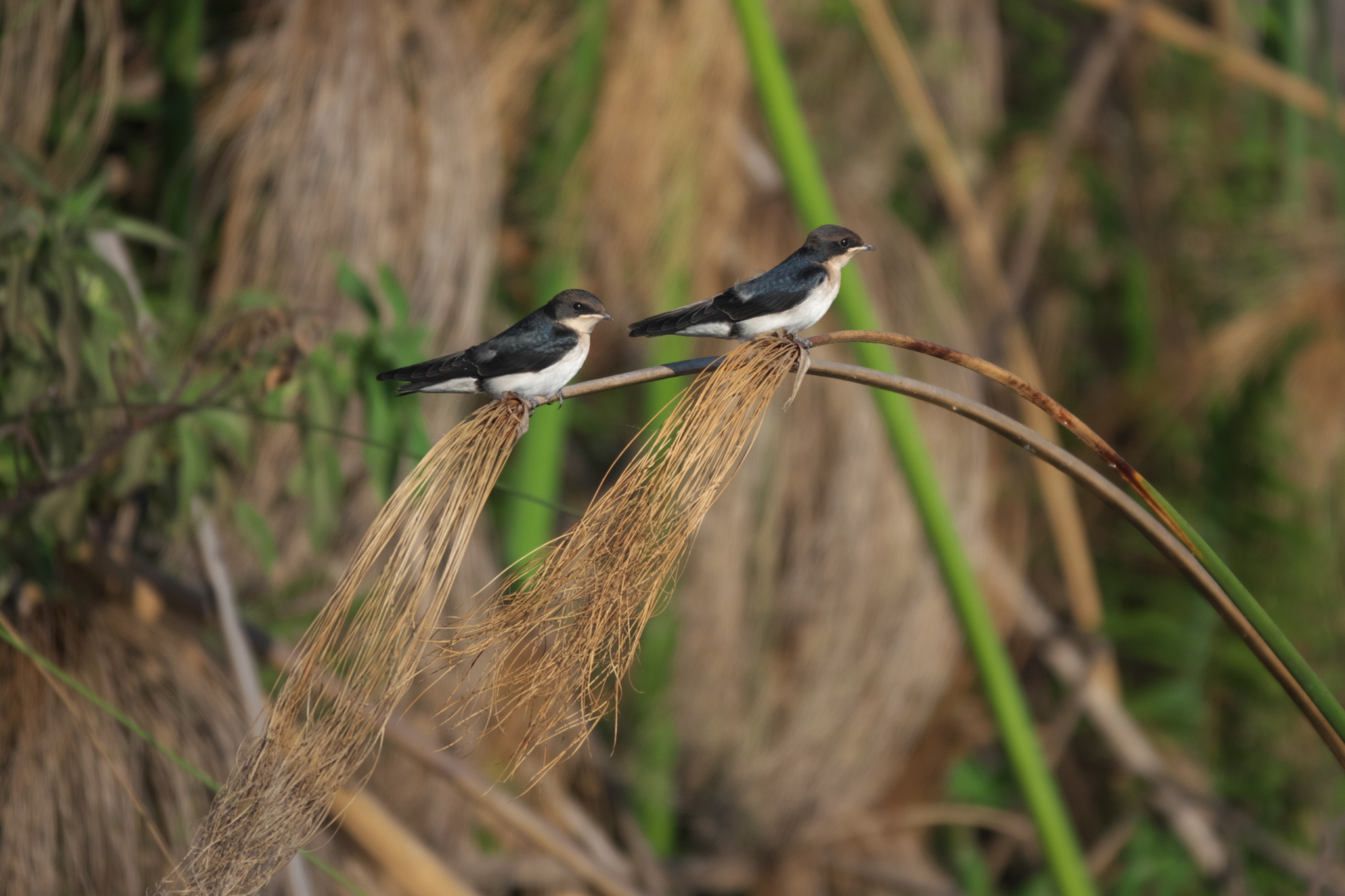 Wire-tailed Swallow