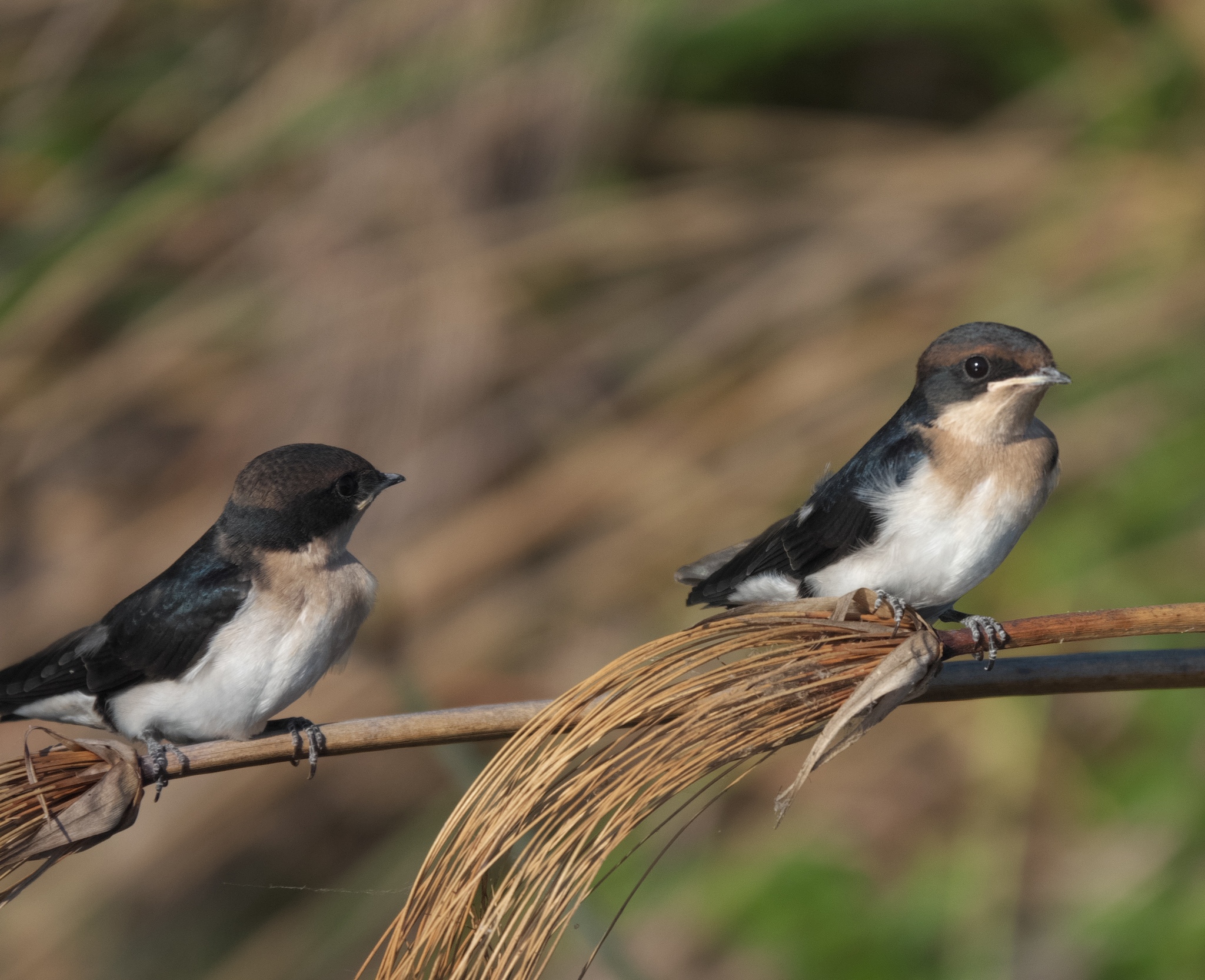 Wire-tailed Swallow