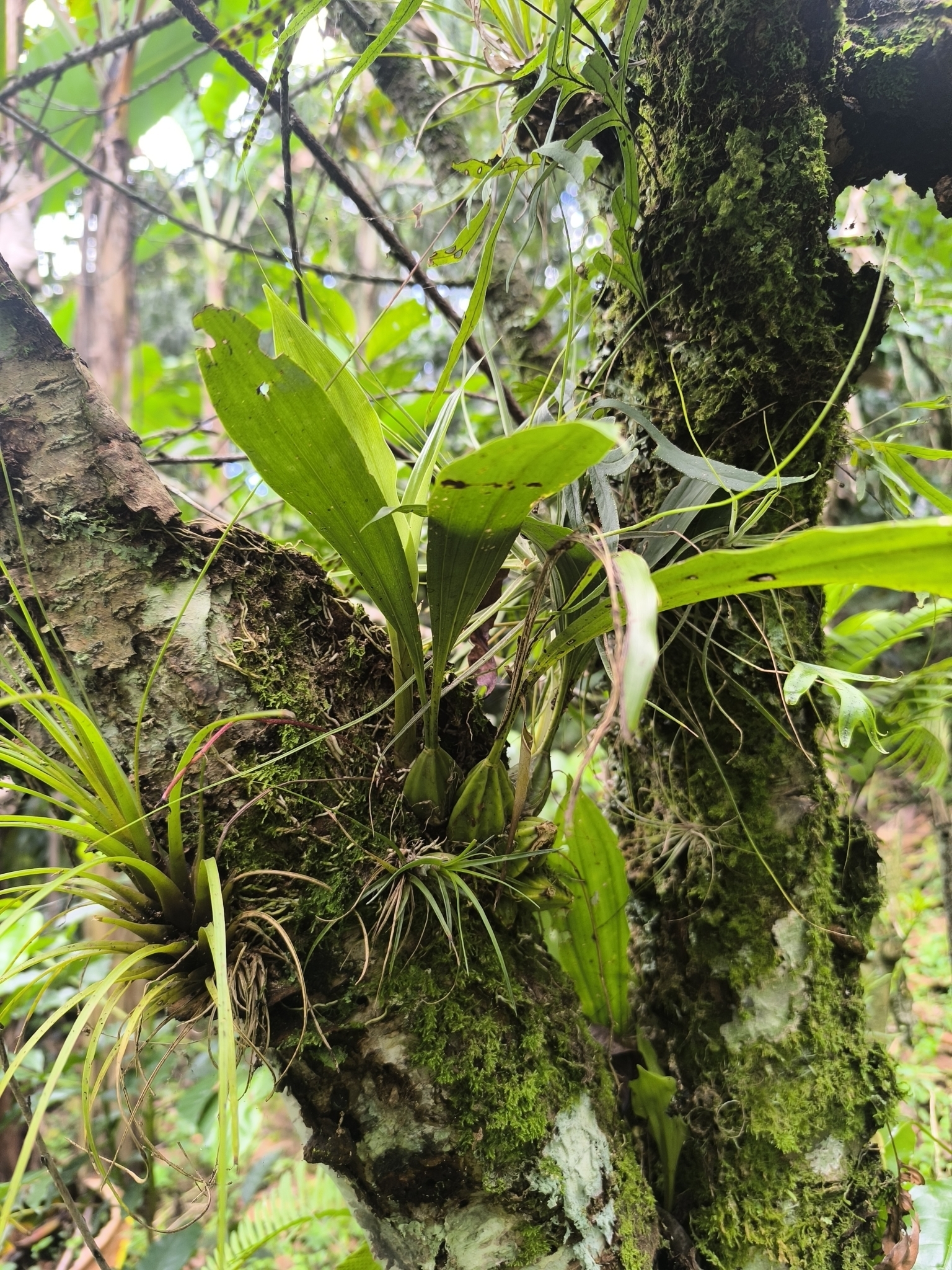 Gongora galeata