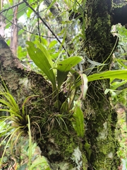 Gongora galeata