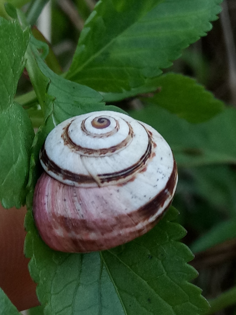 Theba pisana arietina