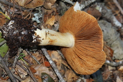 Cortinarius albofragrans