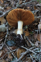 Cortinarius albofragrans