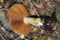 Cortinarius albofragrans