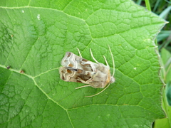 Euchalcia variabilis