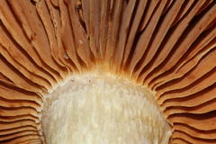 Cortinarius albofragrans