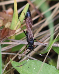 Stenichneumon culpator