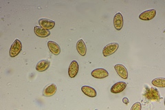 Cortinarius albofragrans