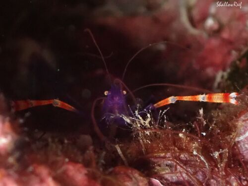 Stenopus tenuirostris, 2025-07-27