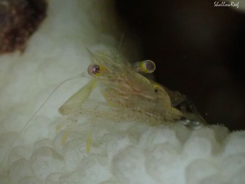 Harpiliopsis depressa observed 2025-07-27