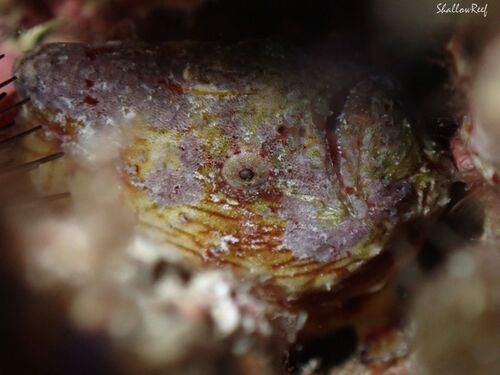 Antennatus tuberosus observed 2025-07-27