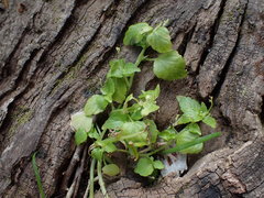Leidesia procumbens