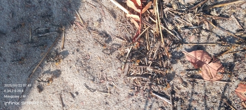 Matabele Ant
