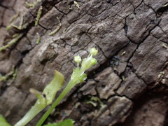 Leidesia procumbens