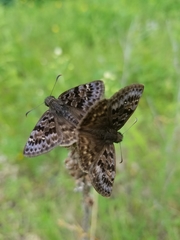 Erynnis martialis
