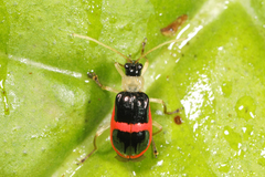 Paratriarius adonis