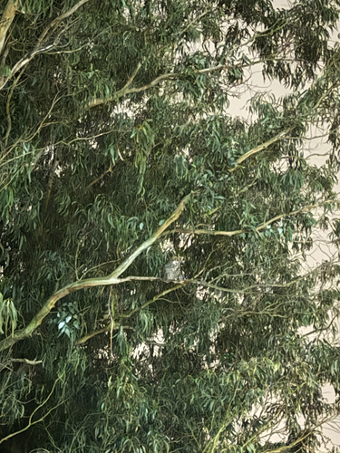 View observation of {o.common_name} on iNaturalist