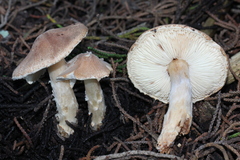 Lepiota spheniscispora