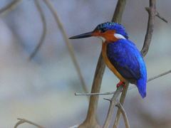 Corythornis vintsioides