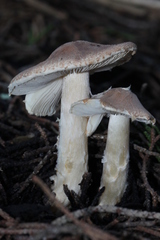 Lepiota spheniscispora