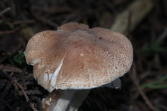 Lepiota spheniscispora