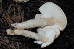 Lepiota spheniscispora