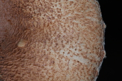 Lepiota spheniscispora