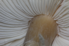 Lepiota spheniscispora