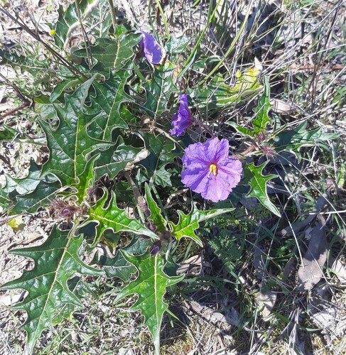 Solanum cinereum R.Br.