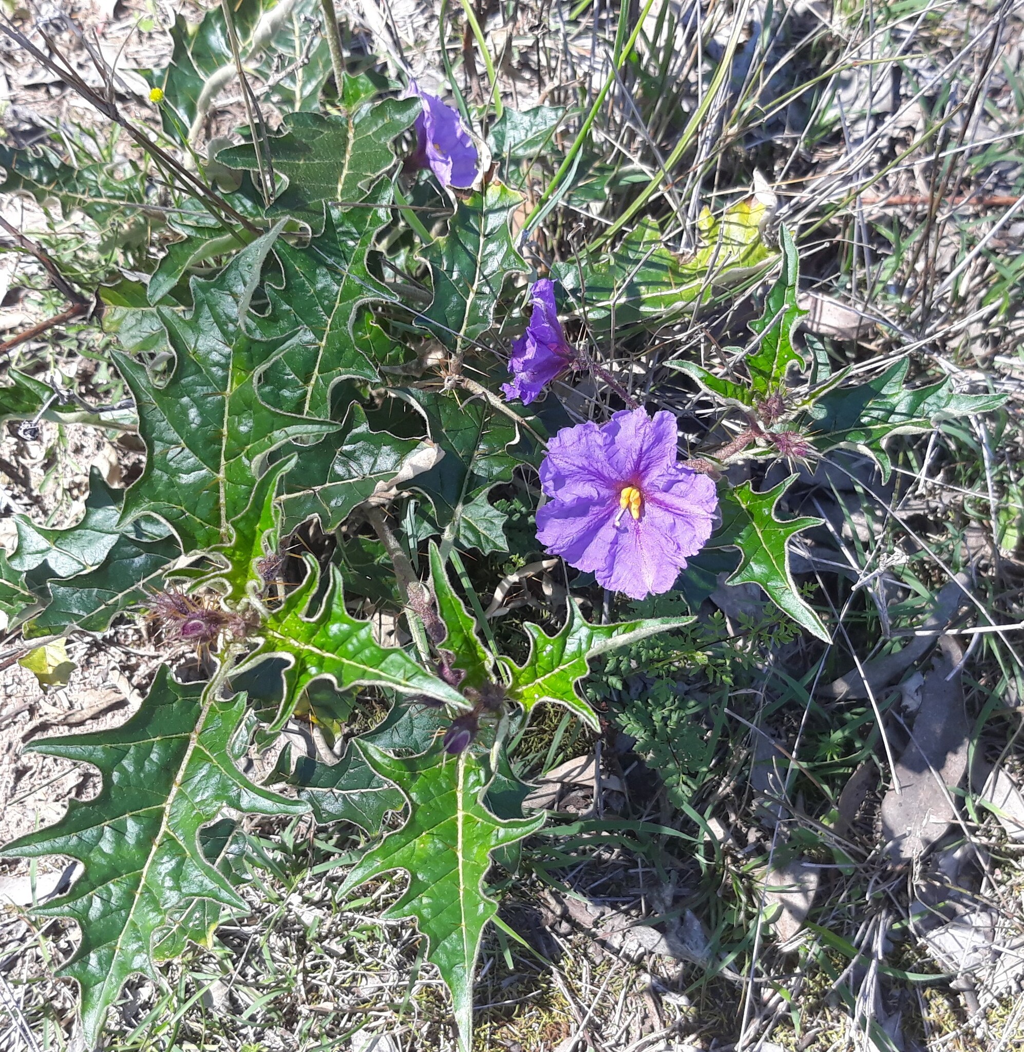 Solanum cinereum