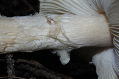 Lepiota spheniscispora