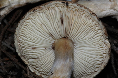 Lepiota spheniscispora