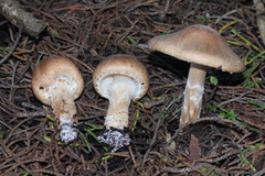 Lepiota spheniscispora