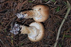 Lepiota spheniscispora