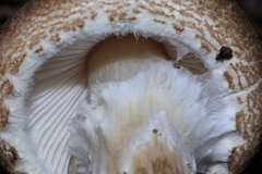 Lepiota spheniscispora