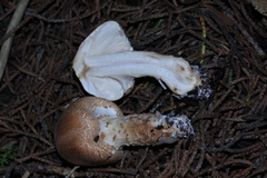Lepiota spheniscispora