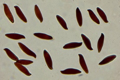 Lepiota spheniscispora