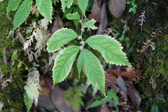 Elatostema