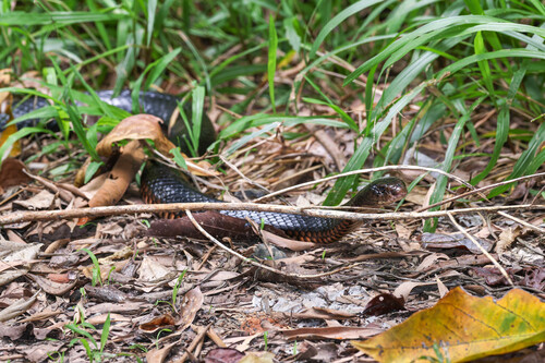 Red-bellied Black Snake sighting