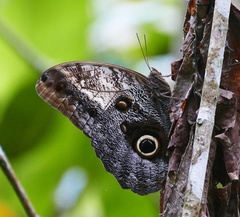 Caligo brasiliensis