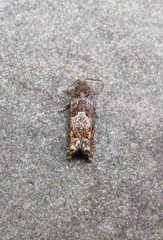 Epinotia solicitana